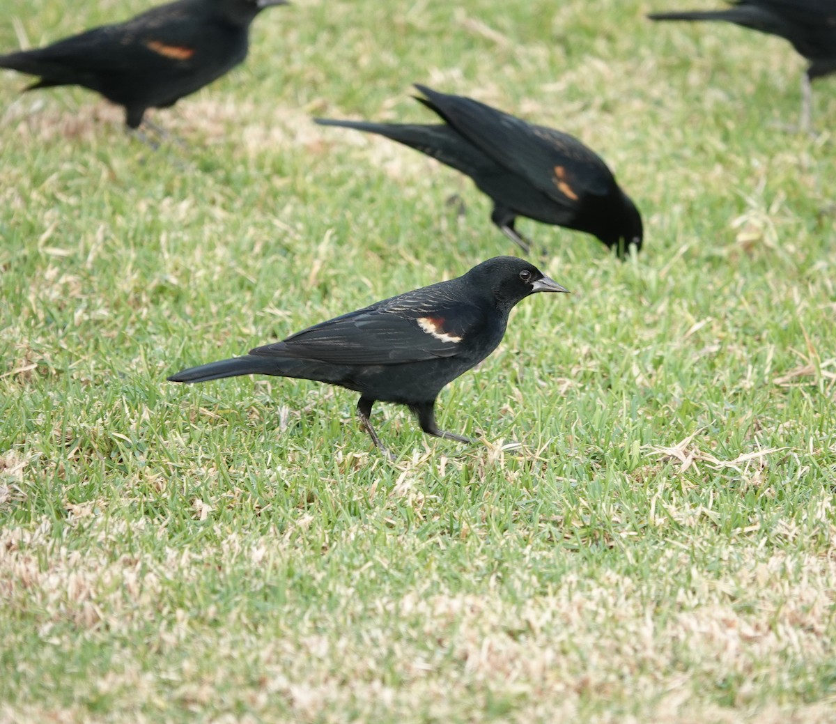 Tricolored Blackbird - ML627938053