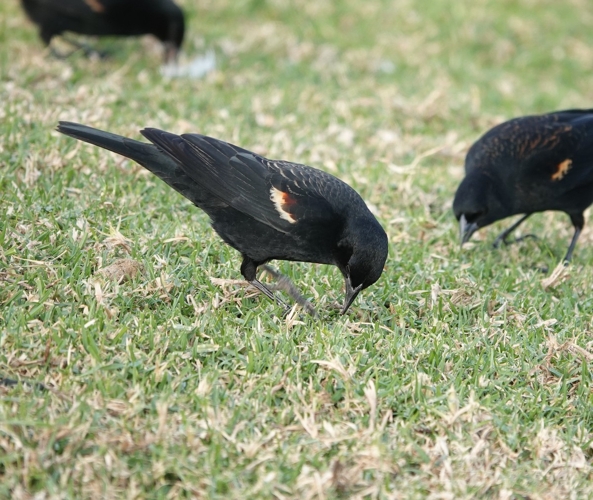 Tricolored Blackbird - ML627938054