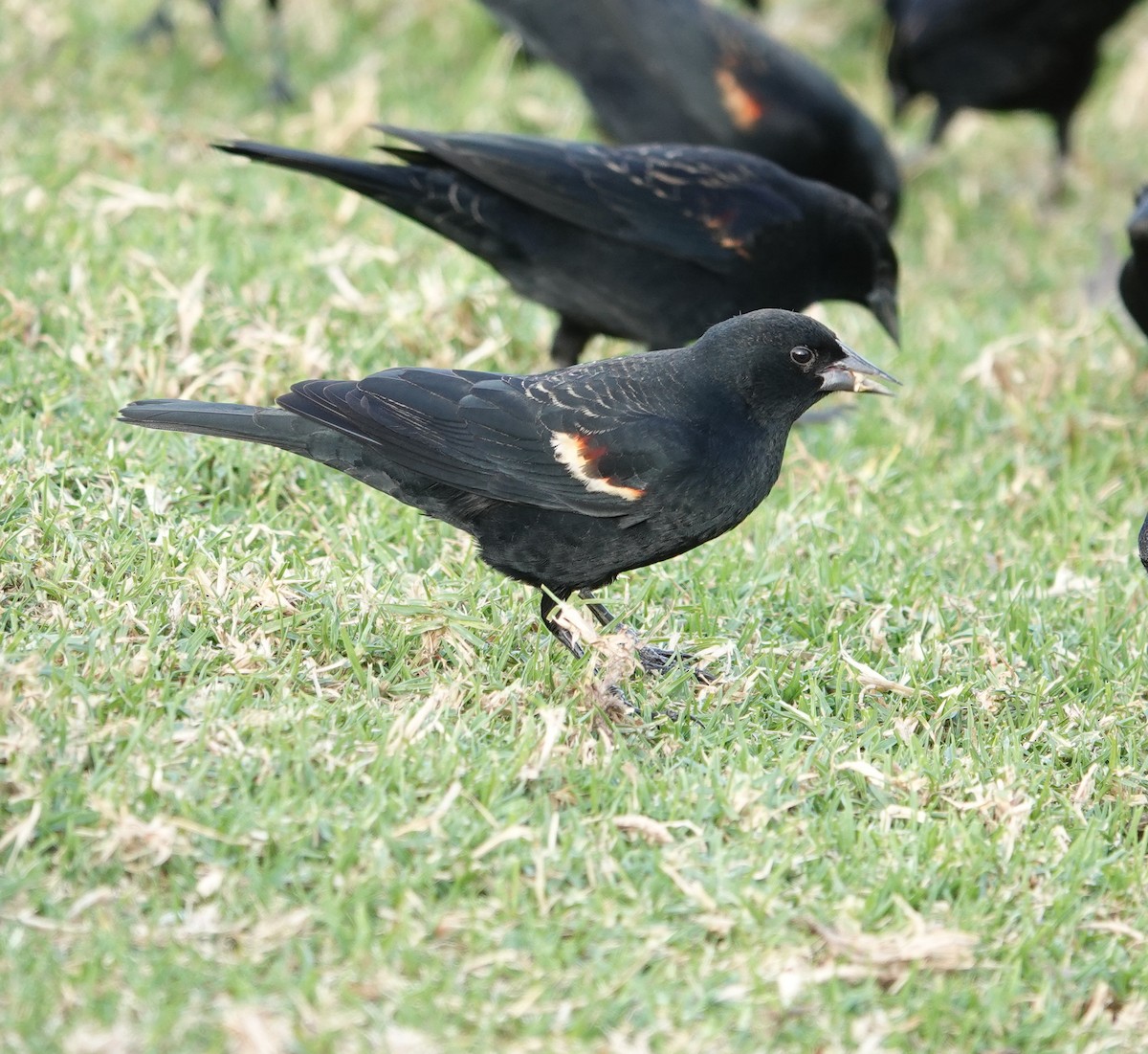 Tricolored Blackbird - ML627938055