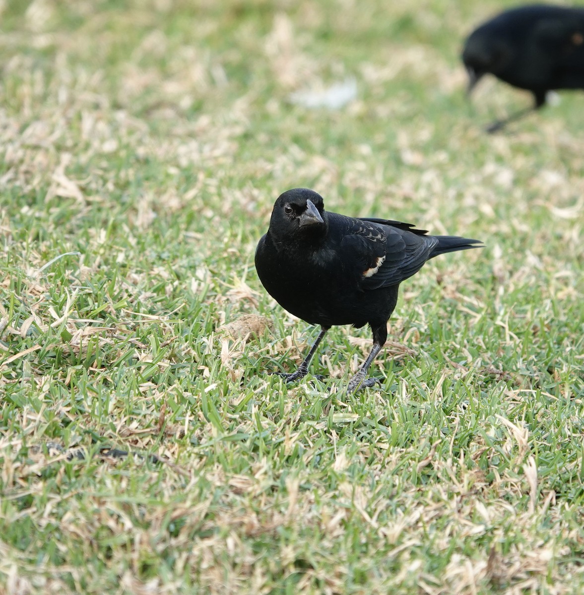 Tricolored Blackbird - ML627938056