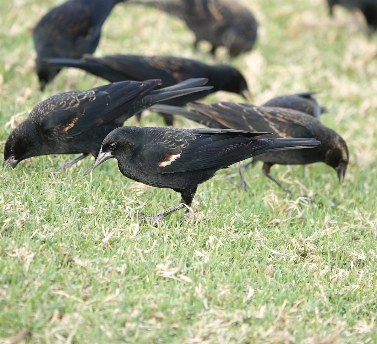 Tricolored Blackbird - ML627938057