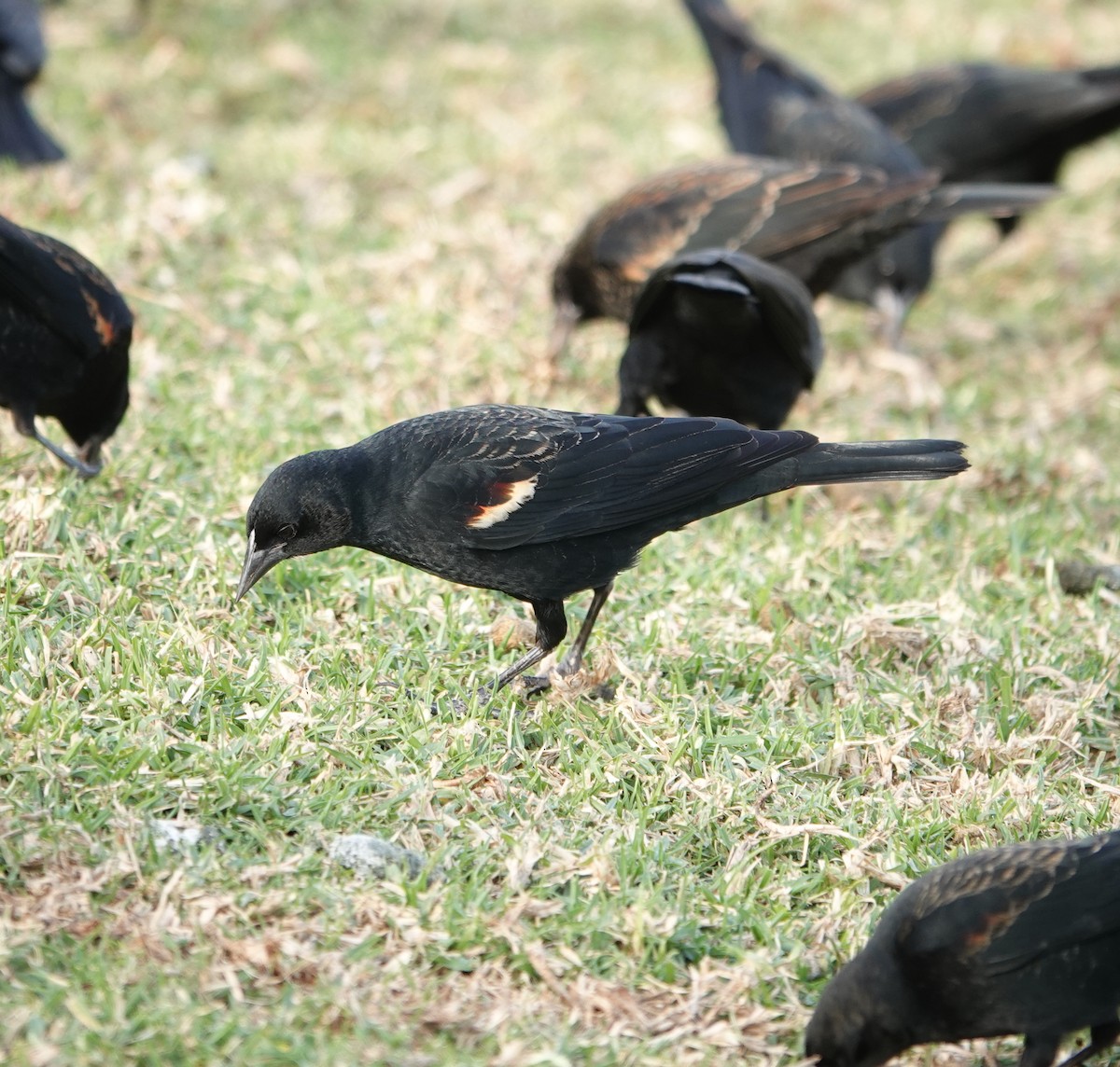 Tricolored Blackbird - ML627938058