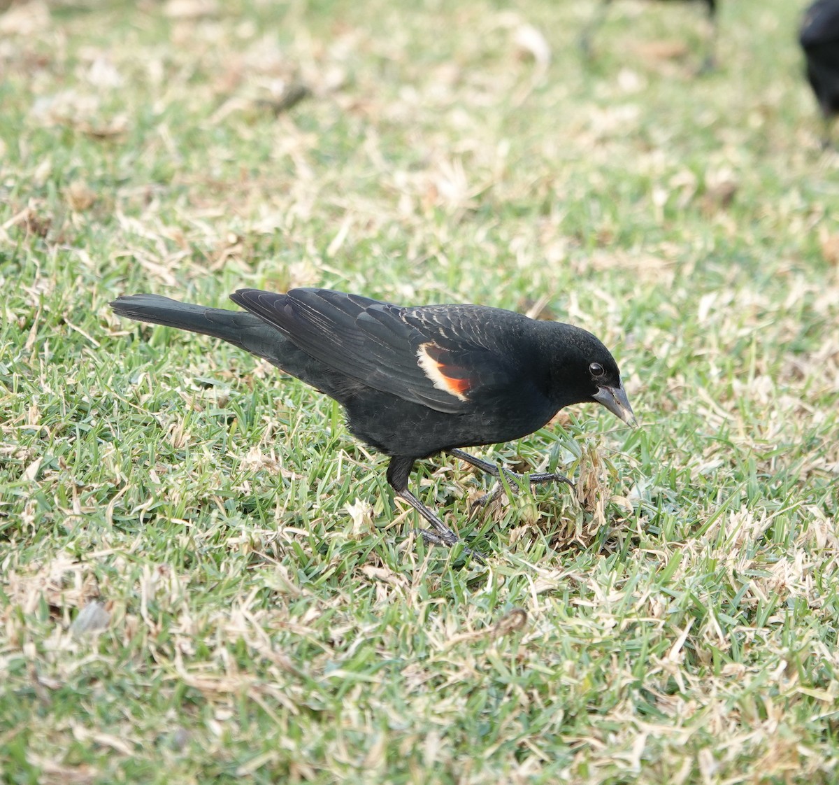 Tricolored Blackbird - ML627938059