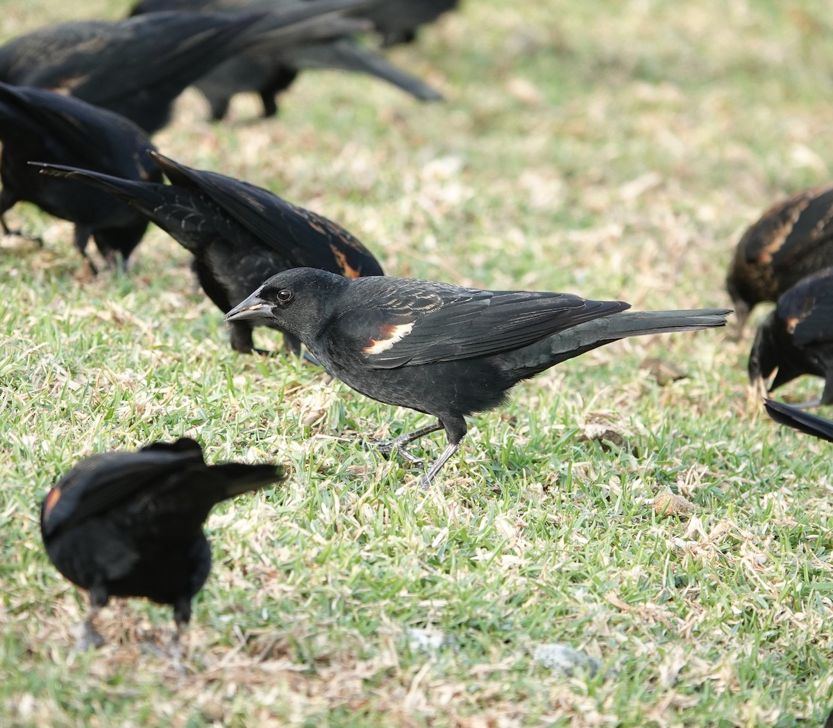 Tricolored Blackbird - ML627938060