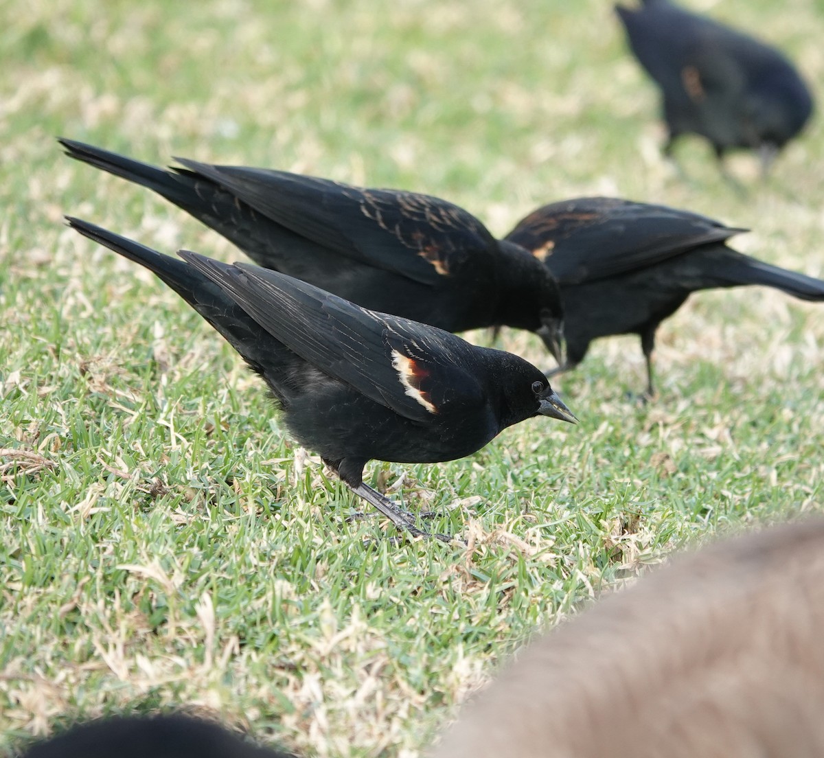 Tricolored Blackbird - ML627938061