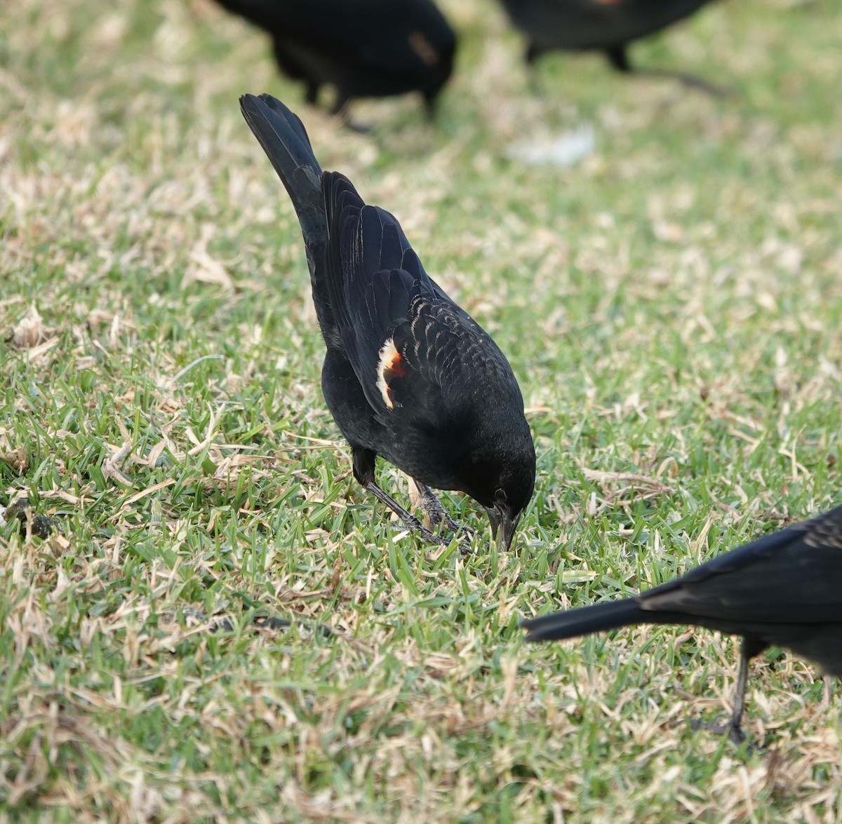 Tricolored Blackbird - ML627938062