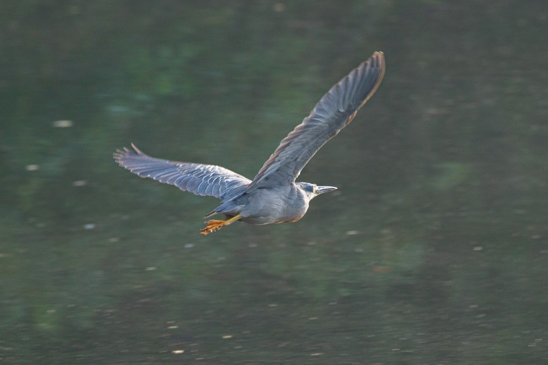 Striated Heron - ML627938284