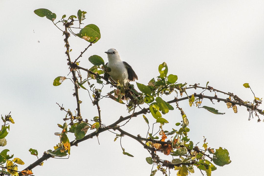 Pied Water-Tyrant - ML627938287