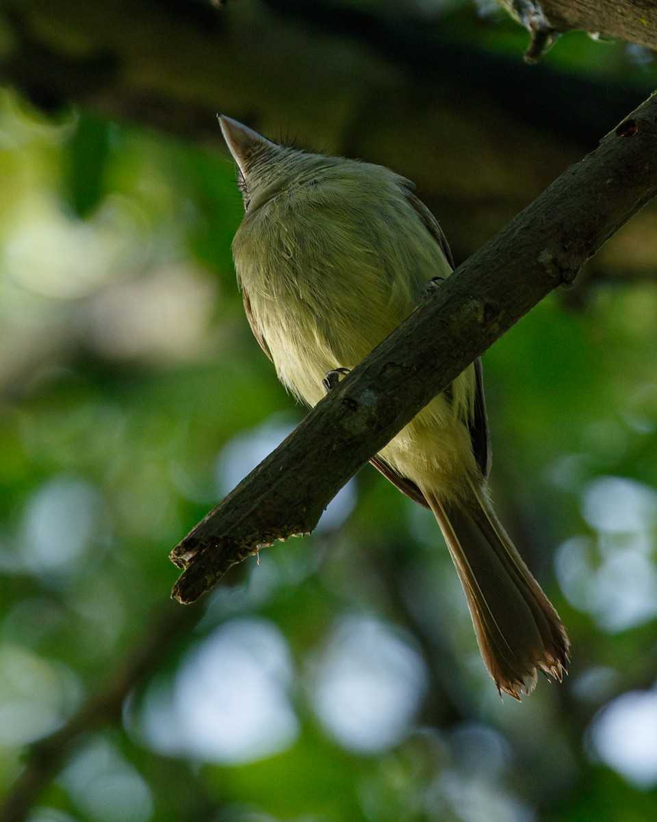 Yellow-olive Flatbill - ML627938312