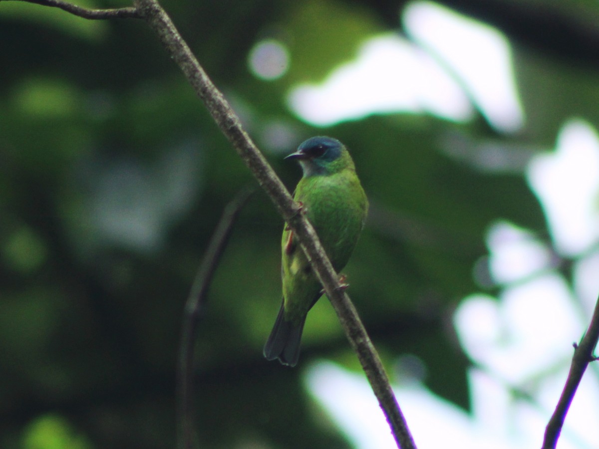 Blue Dacnis - ML627938316