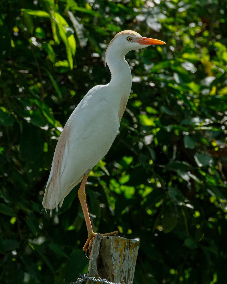 Western Cattle-Egret - ML627938319