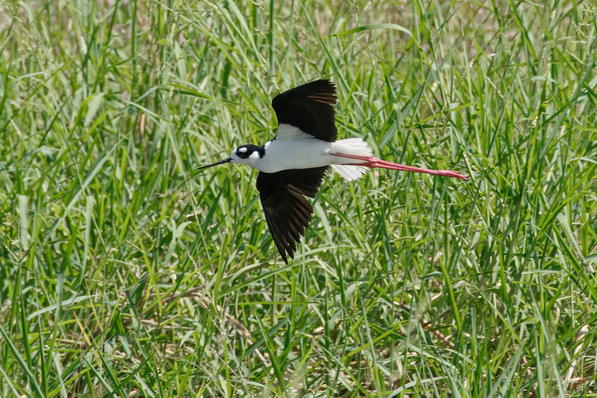 Black-necked Stilt - ML627938325