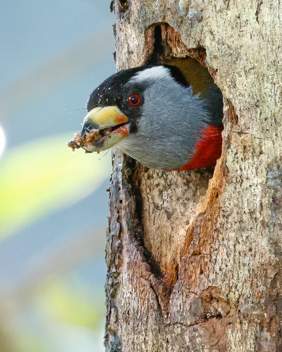 Toucan Barbet - ML627938355