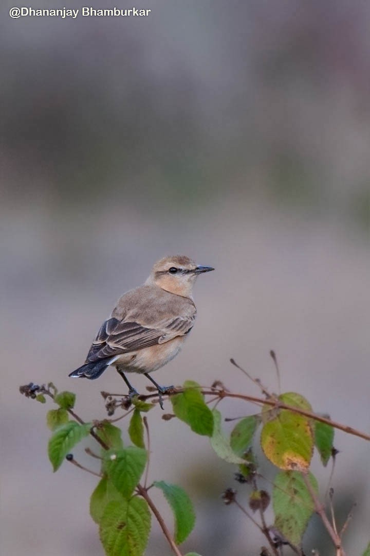 Isabelline Wheatear - ML627938380
