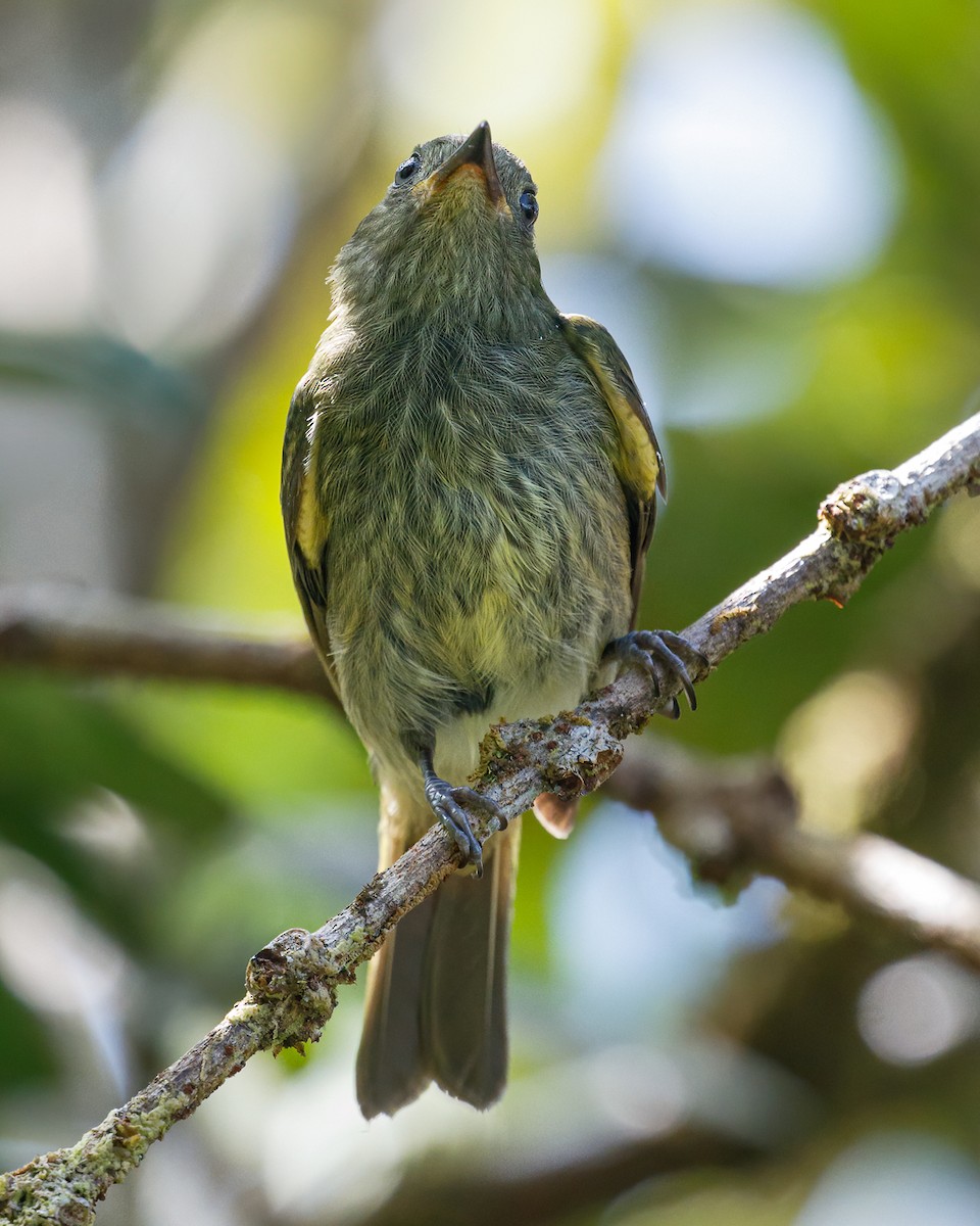 Olive-striped Flycatcher - ML627938401