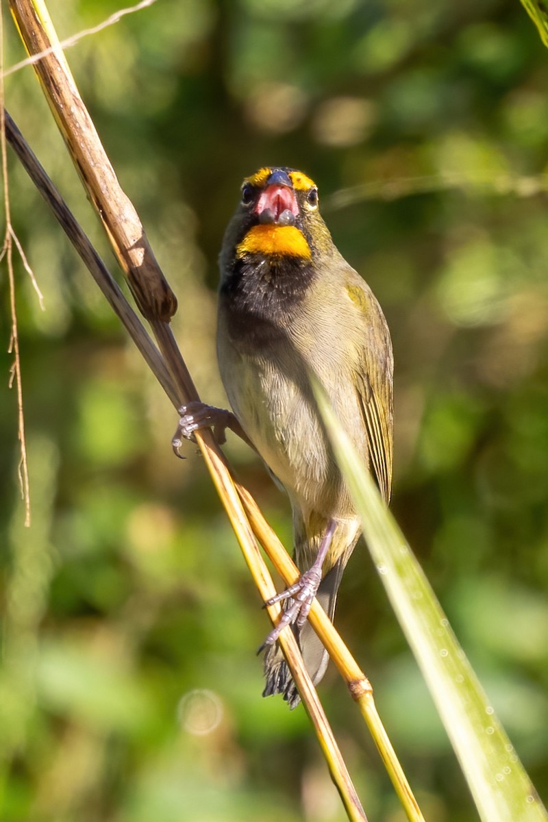 Yellow-faced Grassquit - ML627938448