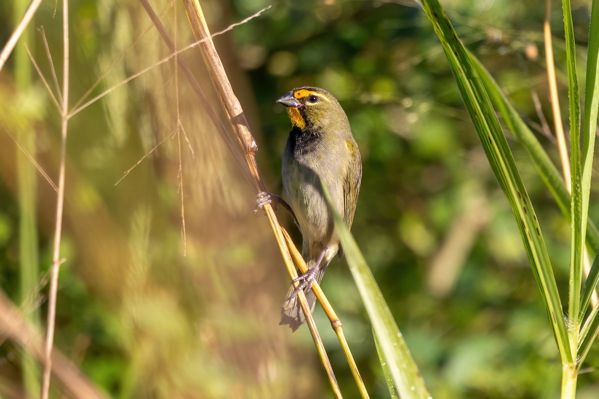 Yellow-faced Grassquit - ML627938449