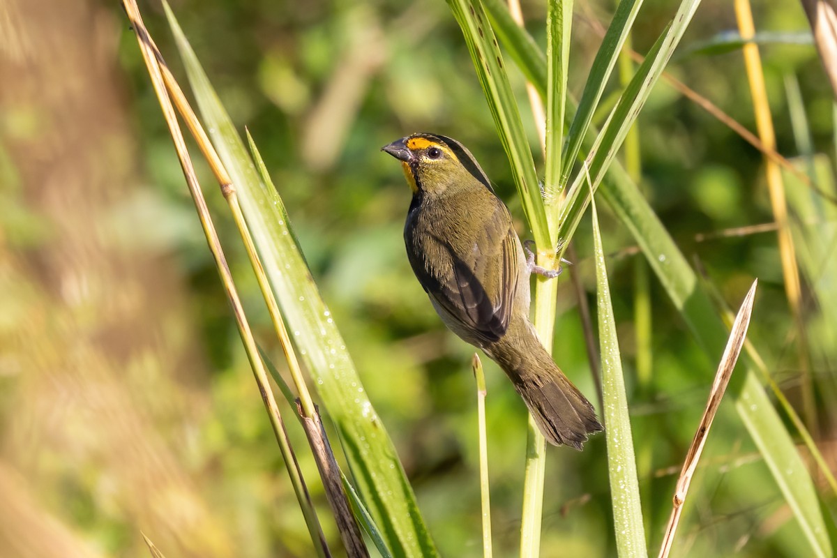 Yellow-faced Grassquit - ML627938450