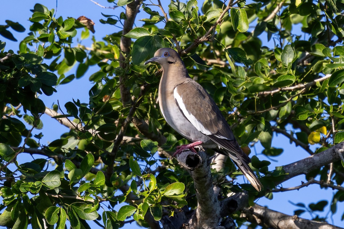 White-winged Dove - ML627938454