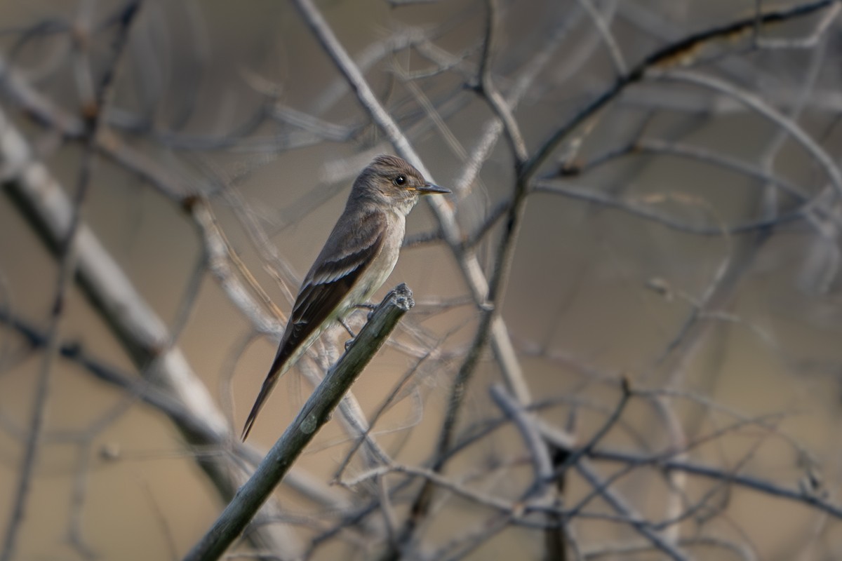 Western Wood-Pewee - ML627938645