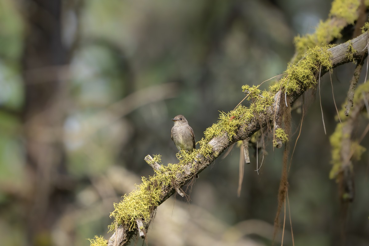 Western Wood-Pewee - ML627938646