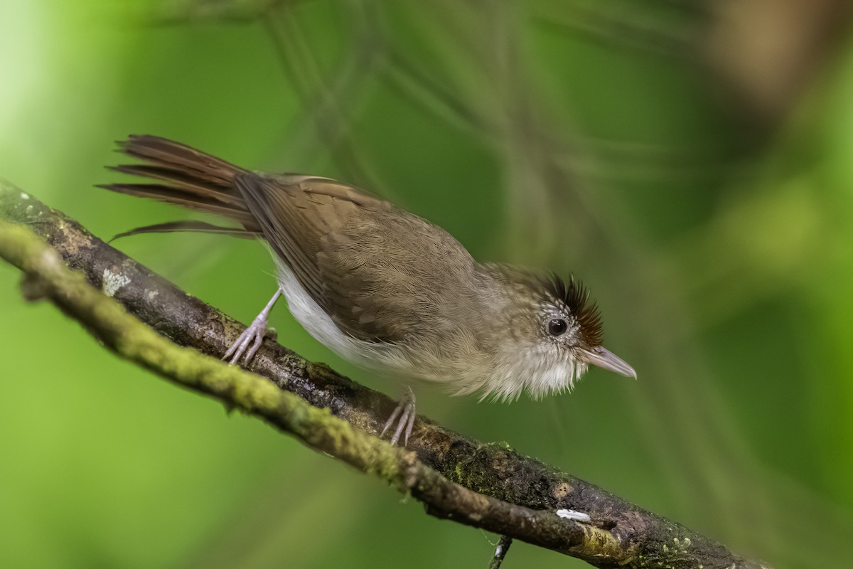 Scaly-crowned Babbler - ML627938673