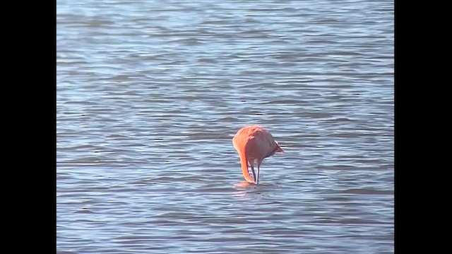 American Flamingo - ML627938704