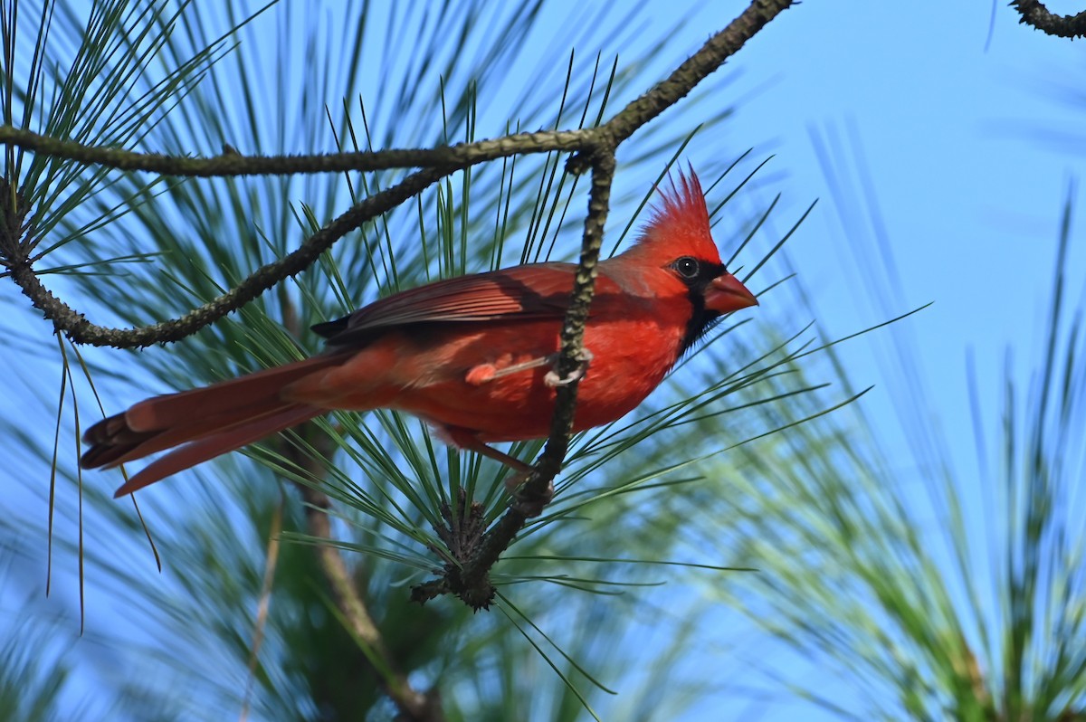 Northern Cardinal - ML627938716