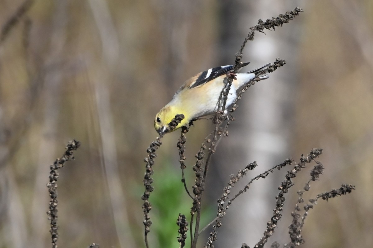 American Goldfinch - ML627938721