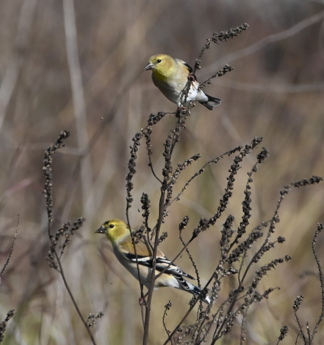 American Goldfinch - ML627938722