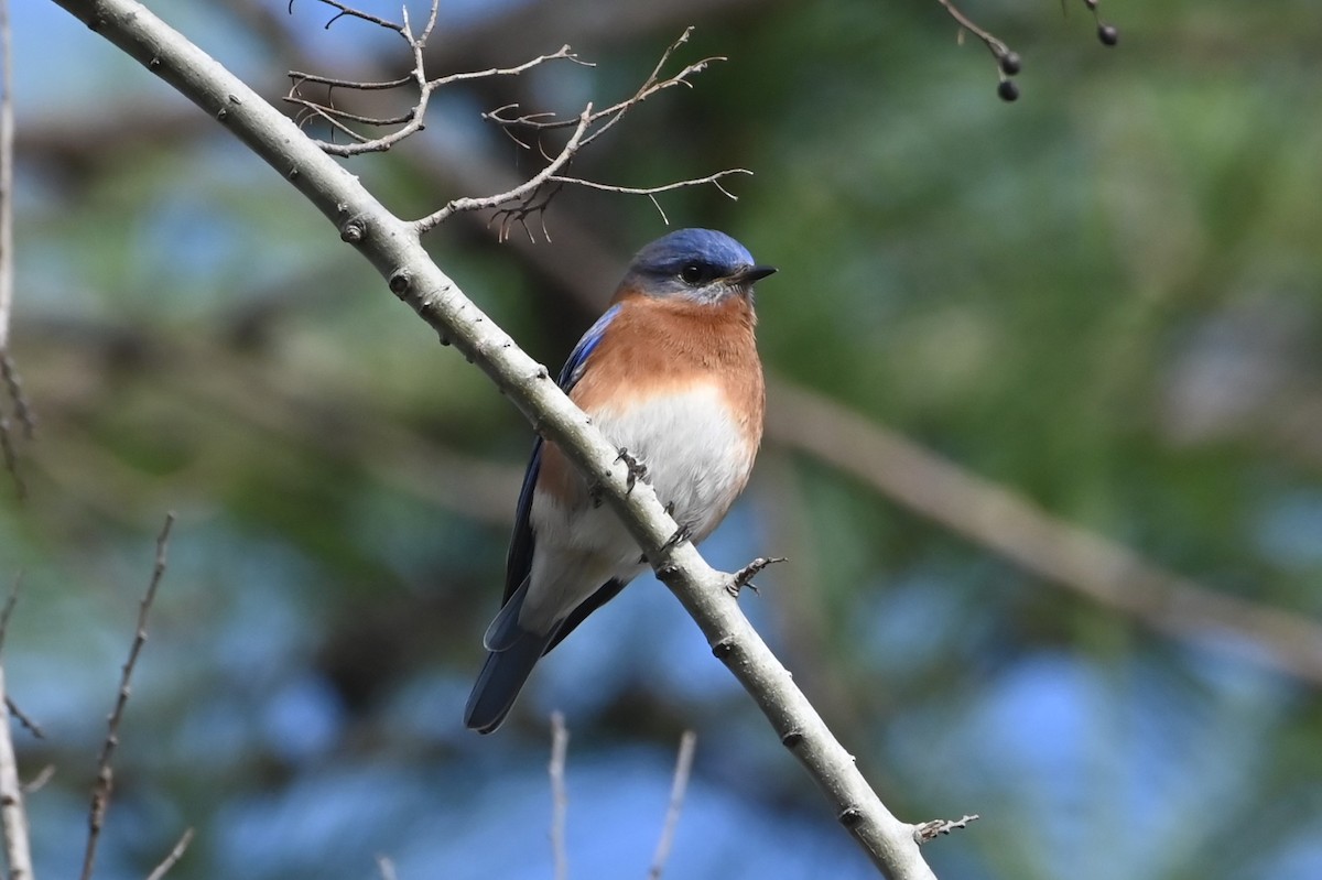 Eastern Bluebird - ML627938724