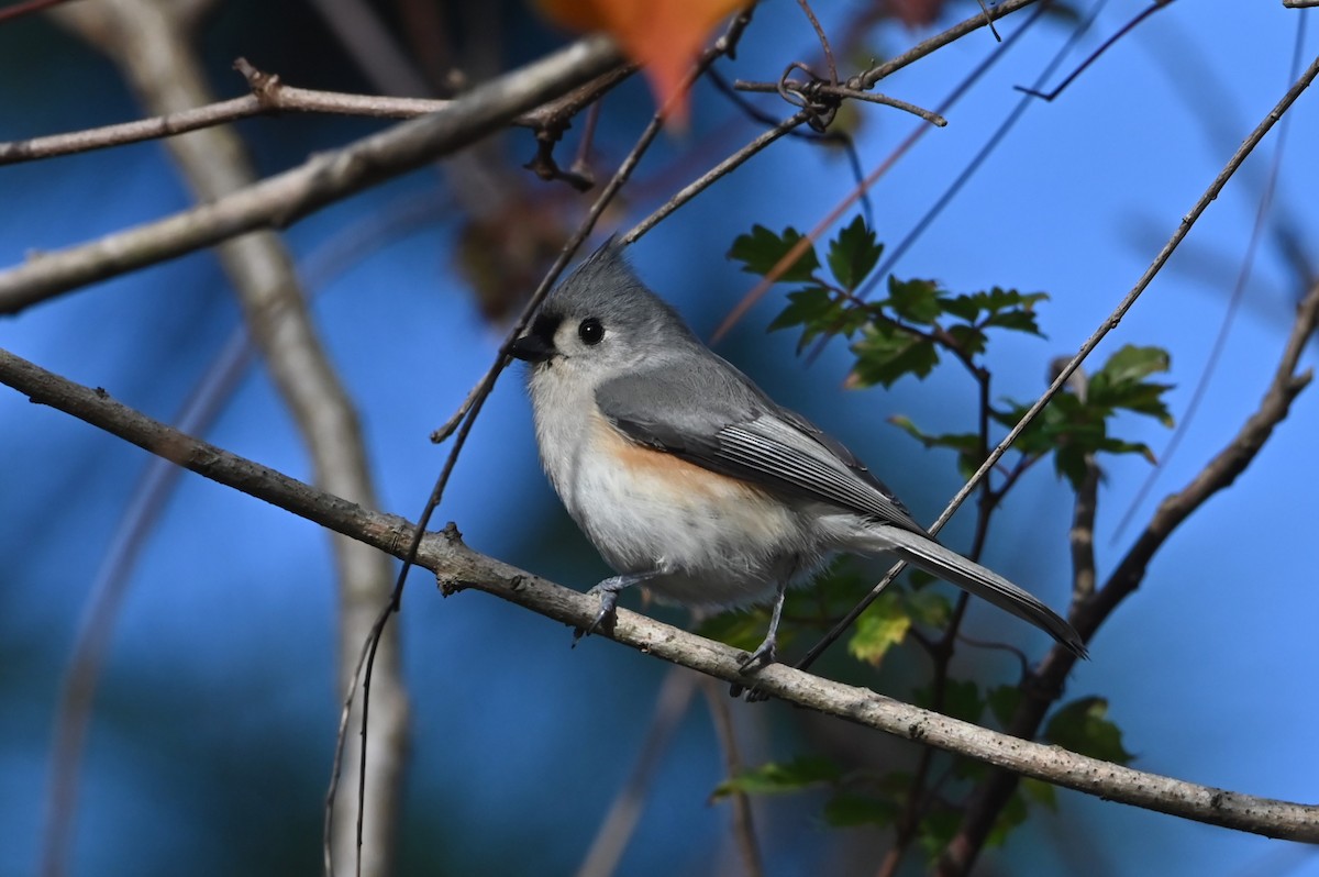 Tufted Titmouse - ML627938729