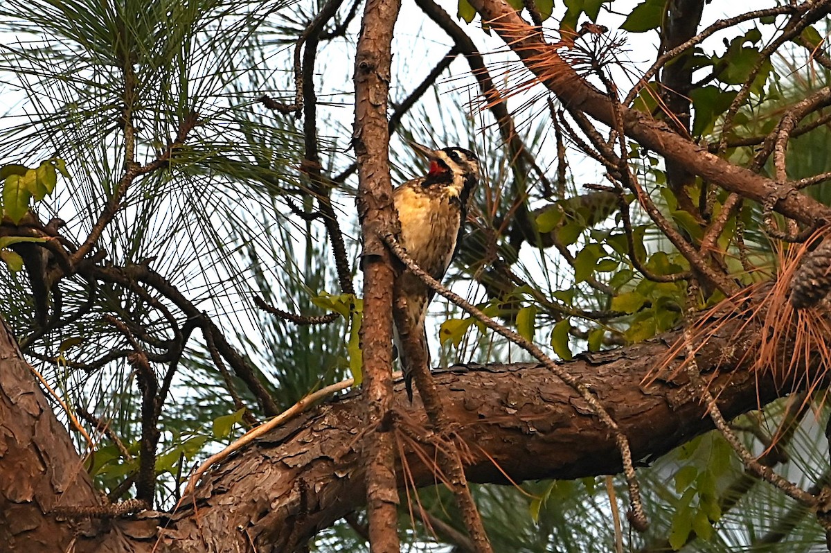 Yellow-bellied Sapsucker - ML627938745