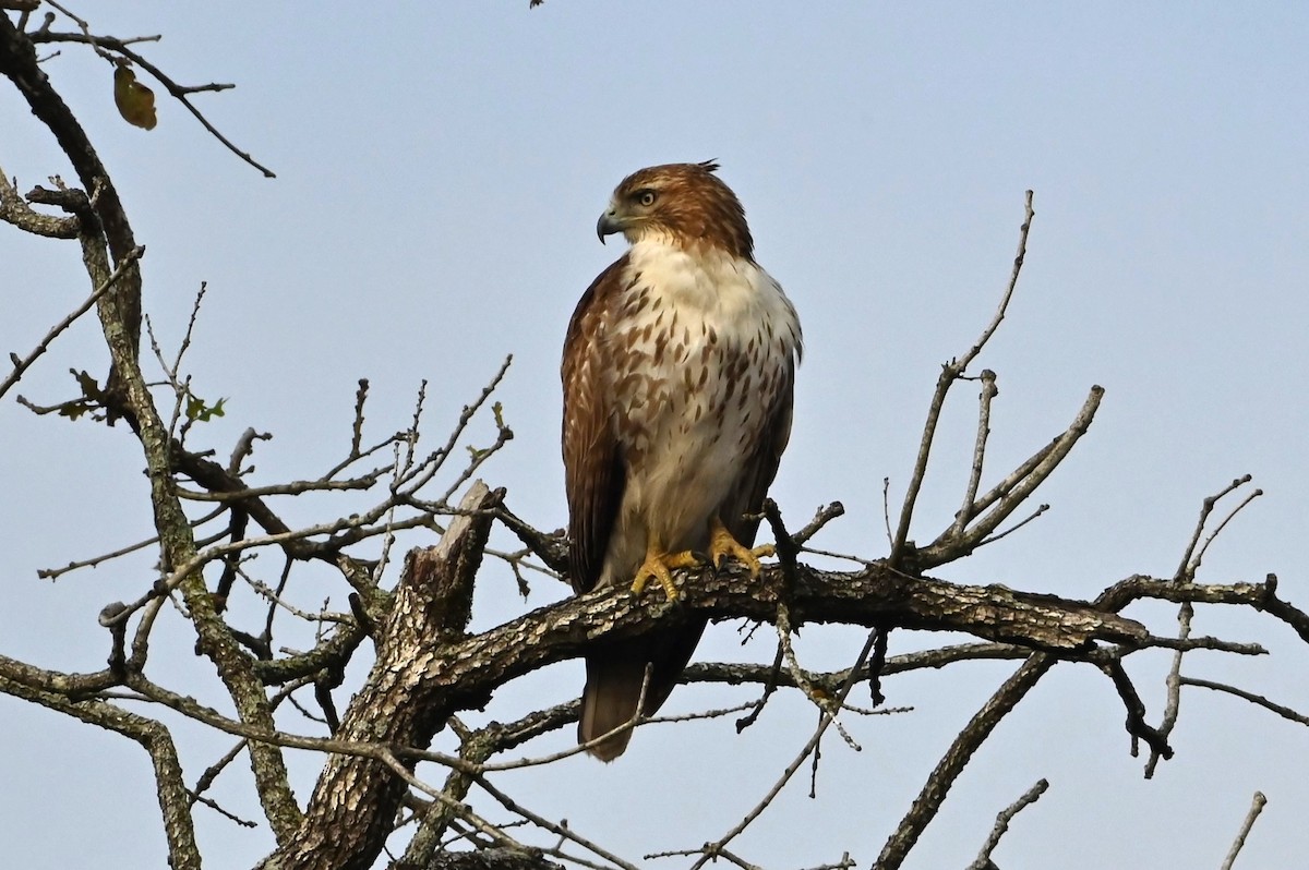 Red-tailed Hawk - ML627938770