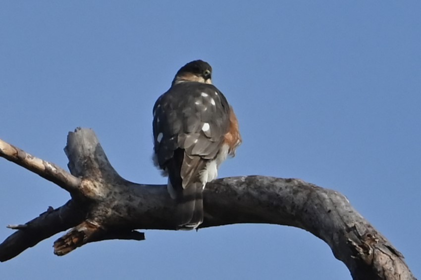 Sharp-shinned Hawk - ML627938785