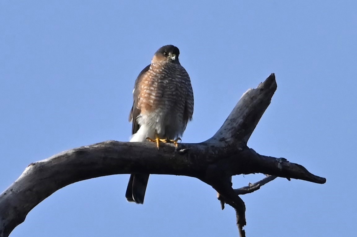 Sharp-shinned Hawk - ML627938786