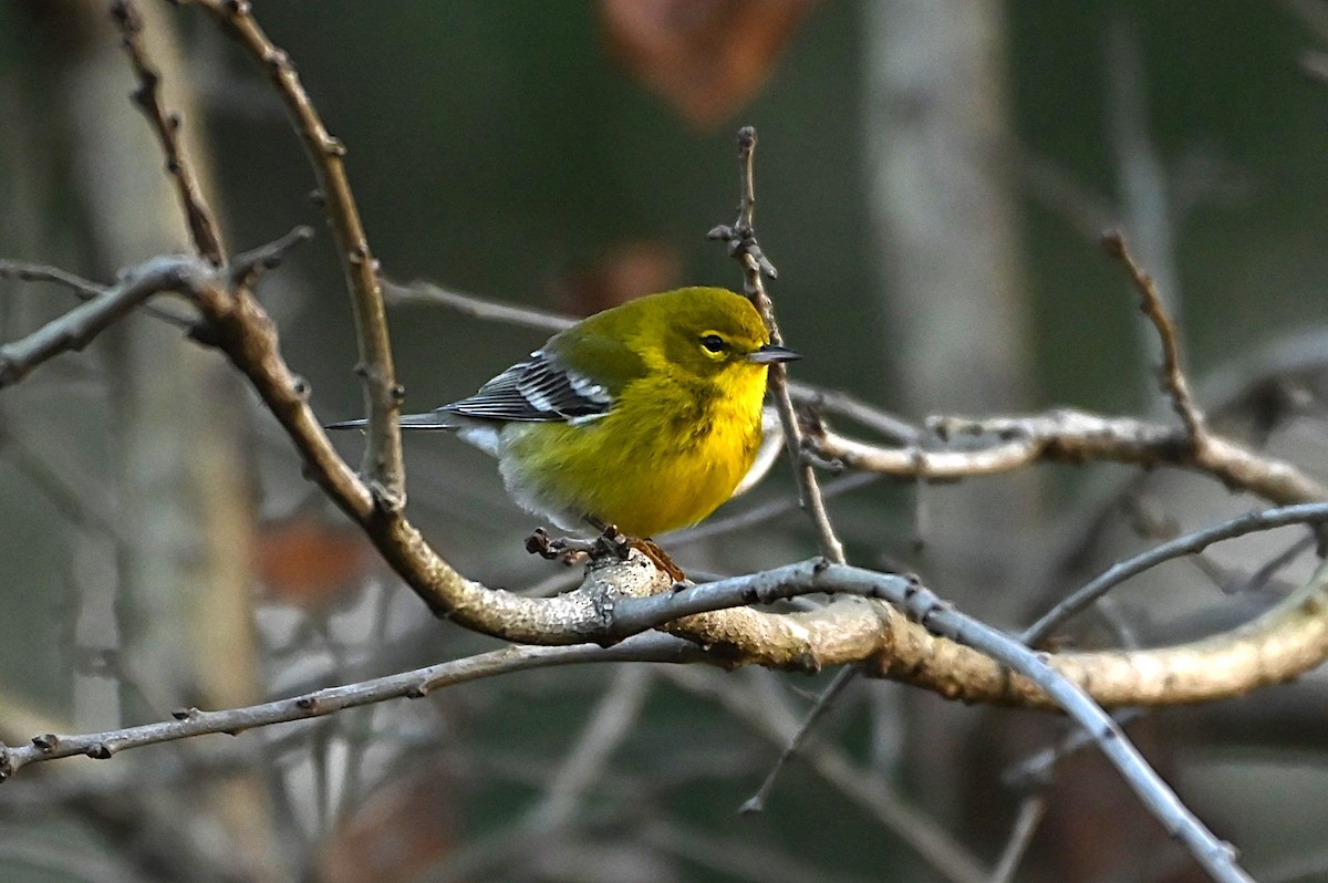 Pine Warbler - ML627938793