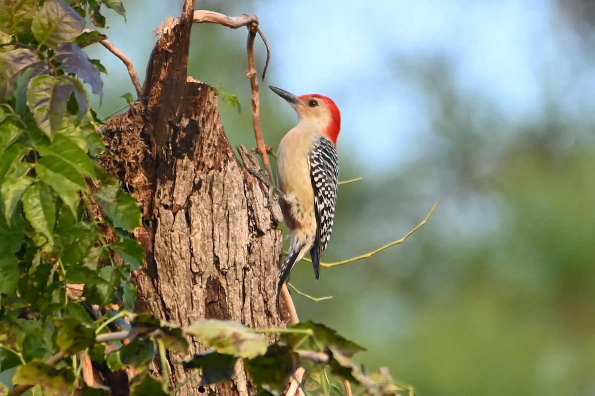 Red-bellied Woodpecker - ML627938803