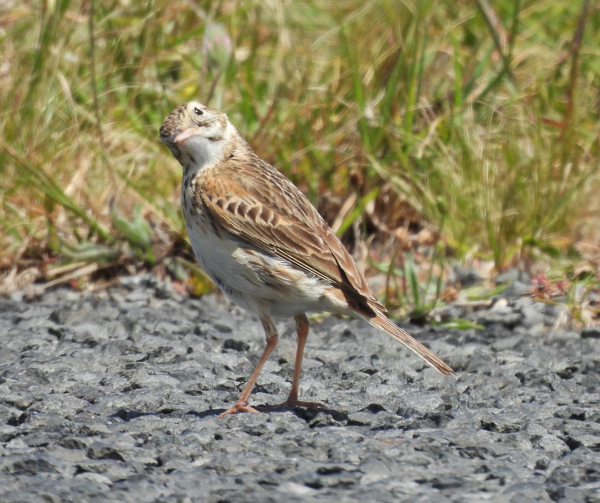 Australian Pipit - ML627938958