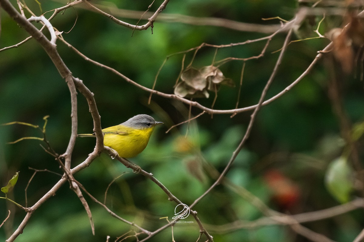 Gray-hooded Warbler - ML627938959