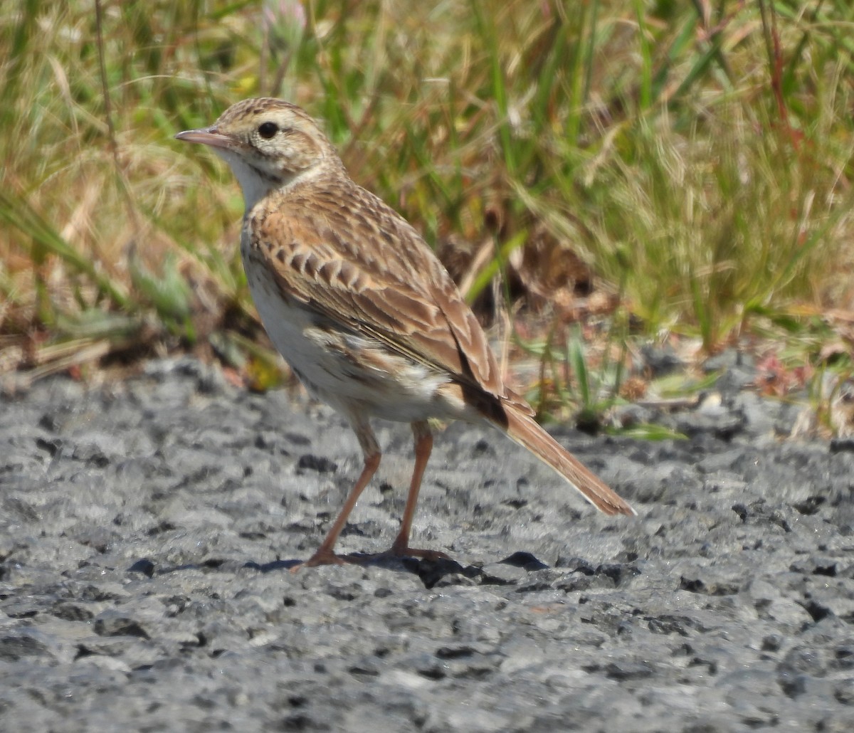 Australian Pipit - ML627938991