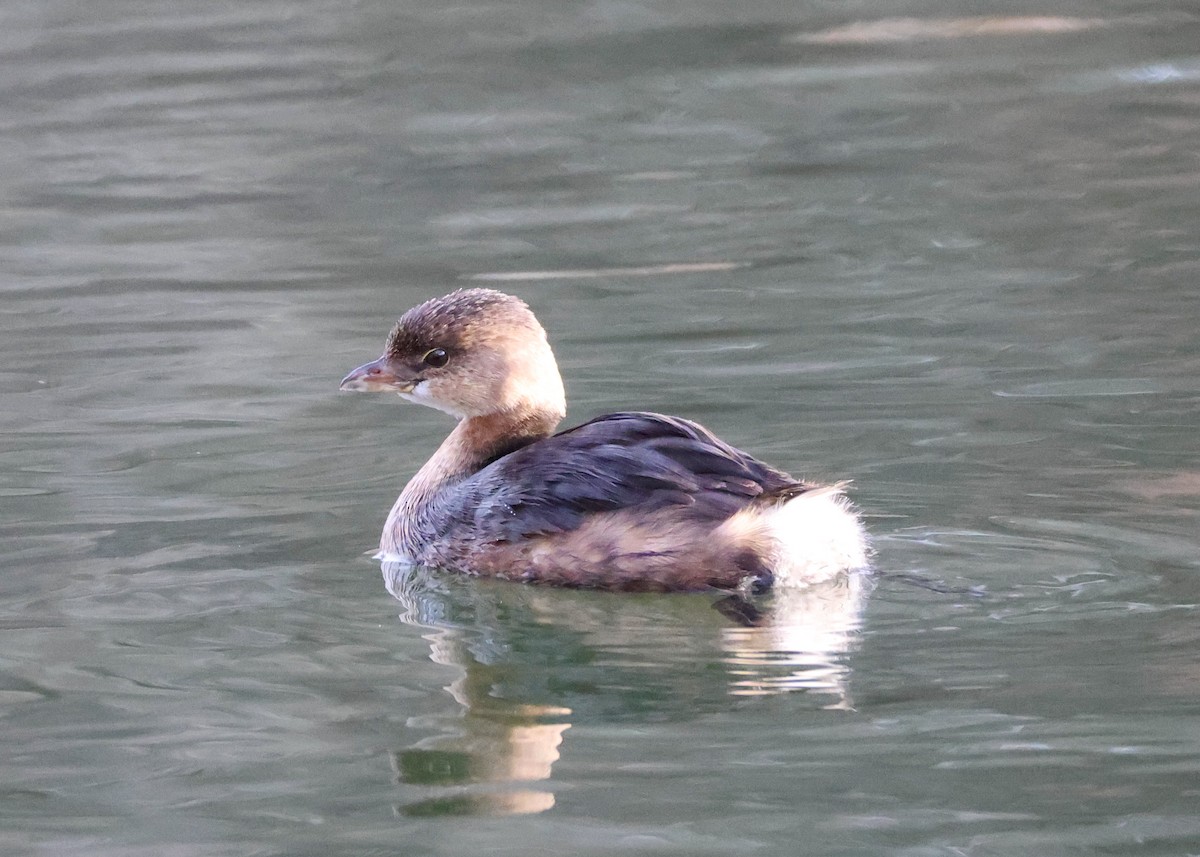 Pied-billed Grebe - ML627939058