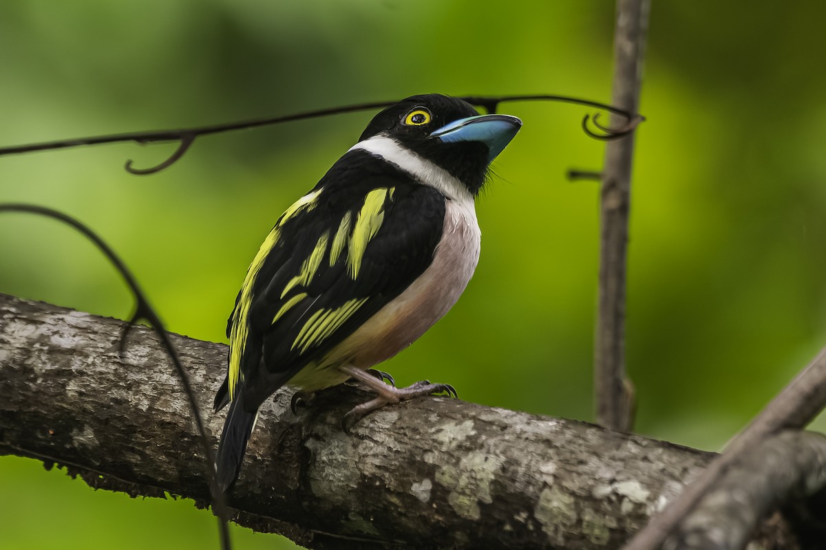 Black-and-yellow Broadbill - ML627939071