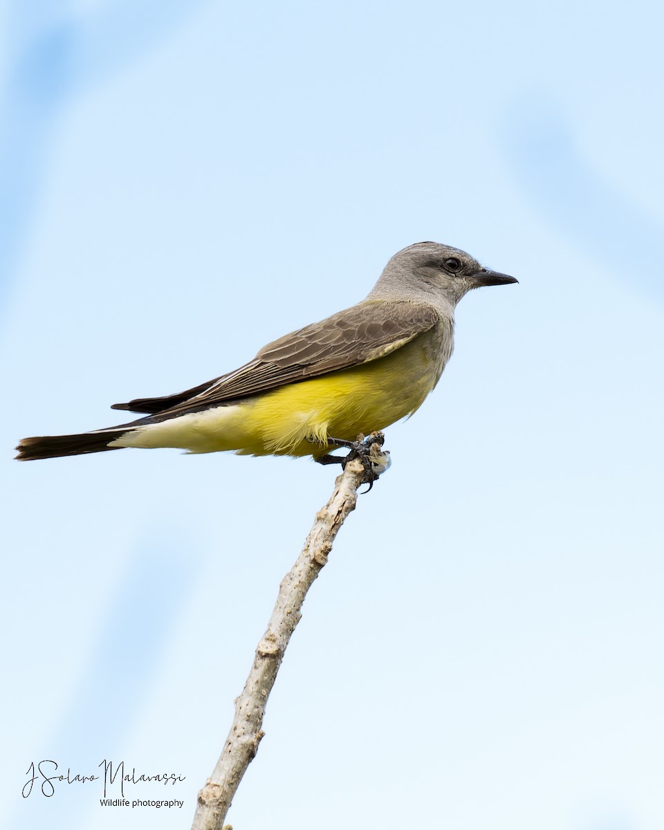 Western Kingbird - ML627939196