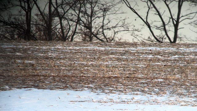 Цасч хөмрөг - ML627939251