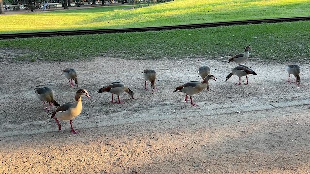 Egyptian Goose - ML627939259