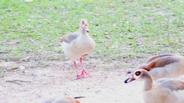 Egyptian Goose - ML627939260