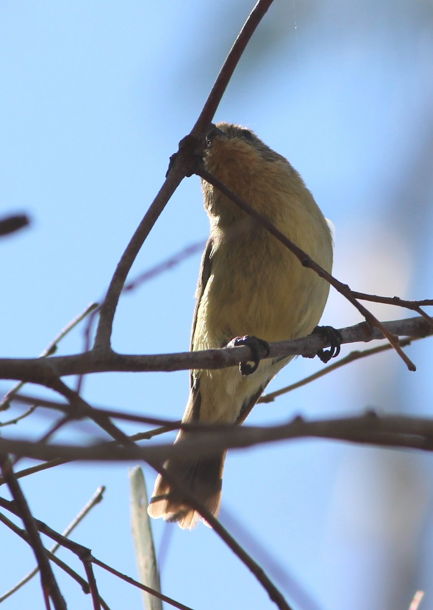 Yellow Thornbill - ML627939296