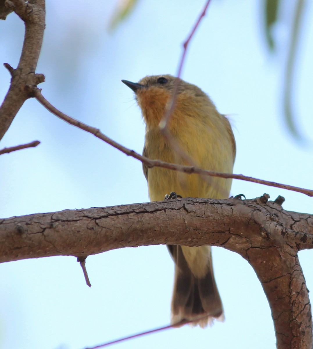 Yellow Thornbill - ML627939297