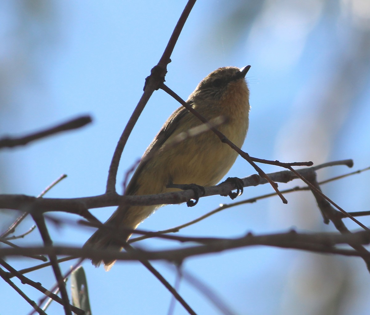 Yellow Thornbill - ML627939298